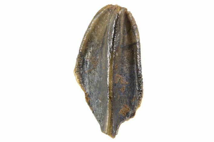 Fossil Hadrosaur (Edmontosaurus) Partial Tooth - Montana #340932